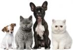 200x150_adopt-a-pet.jpg