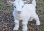 200x150_petting-zoo-goat.jpg