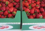 200x150_strawberry-flats.jpg